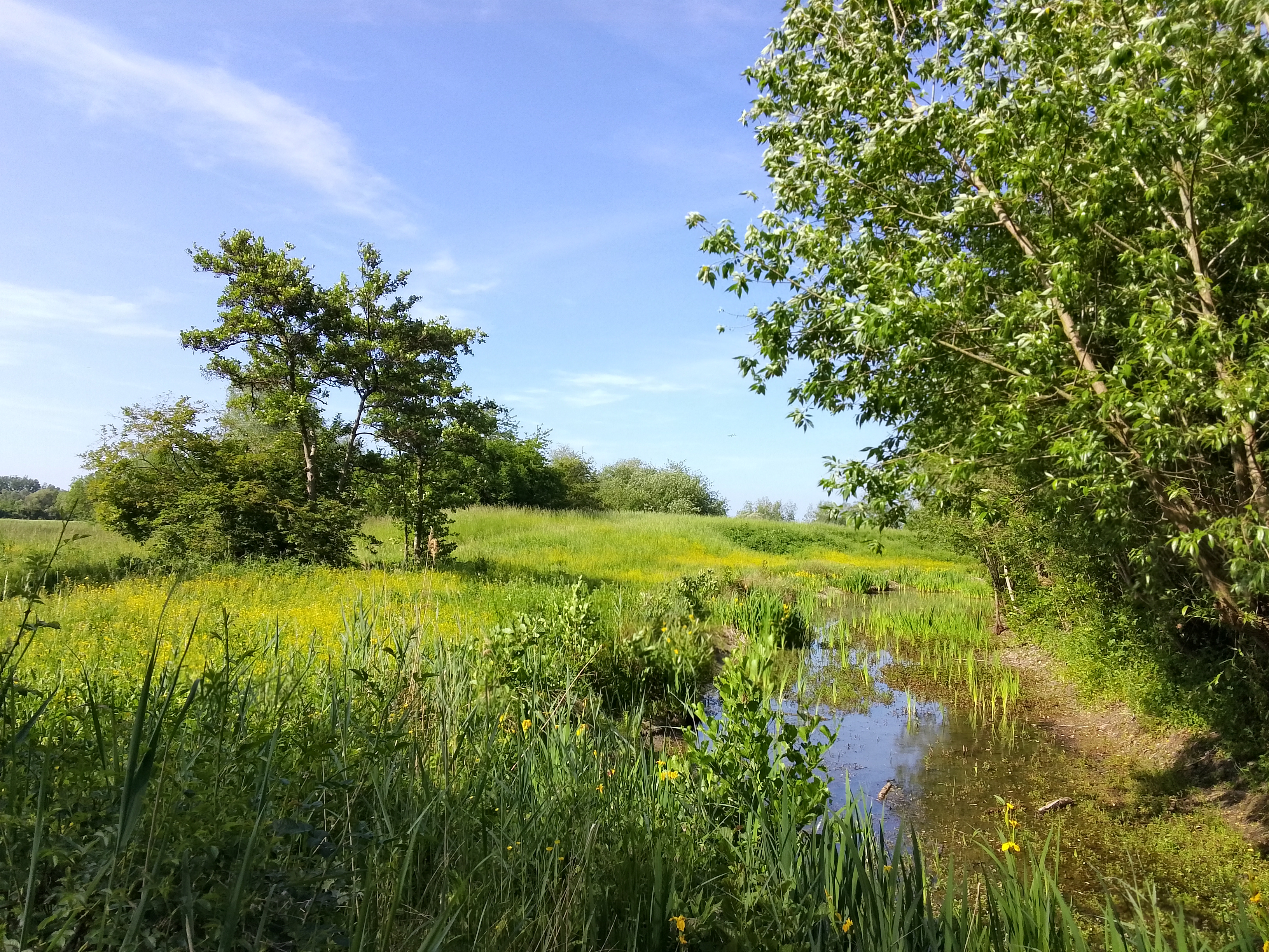 Marais de Bernes-sur-Oise