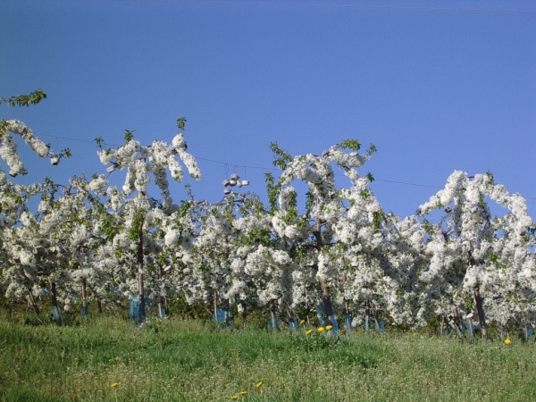 Cerisiers en Fleurs 2