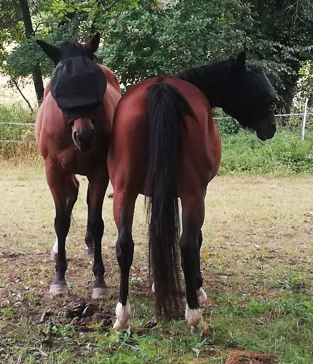 Les Galochons - sortie du 20 Août 2025 - St Maurice _1_.jpg