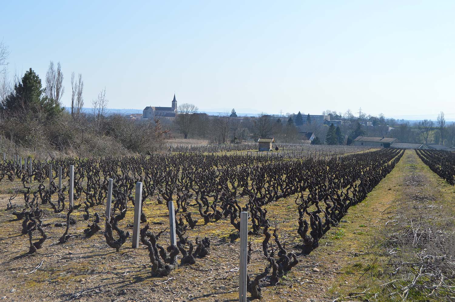 paysage LCG 09-03-22 _34_ OK.jpg