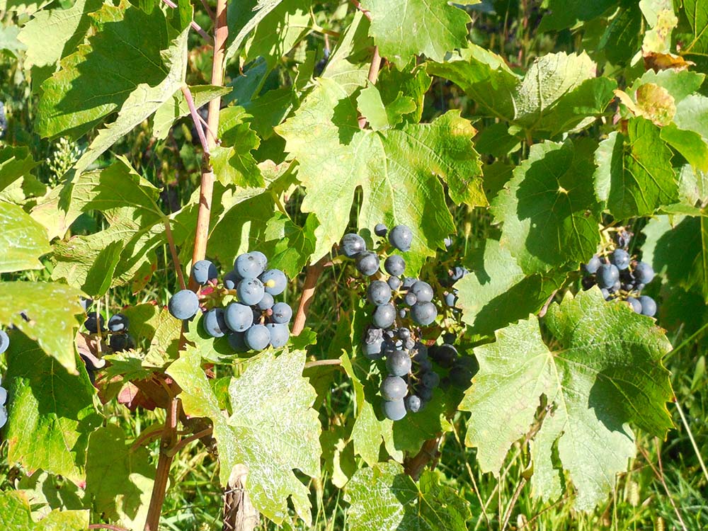 vendanges.jpg