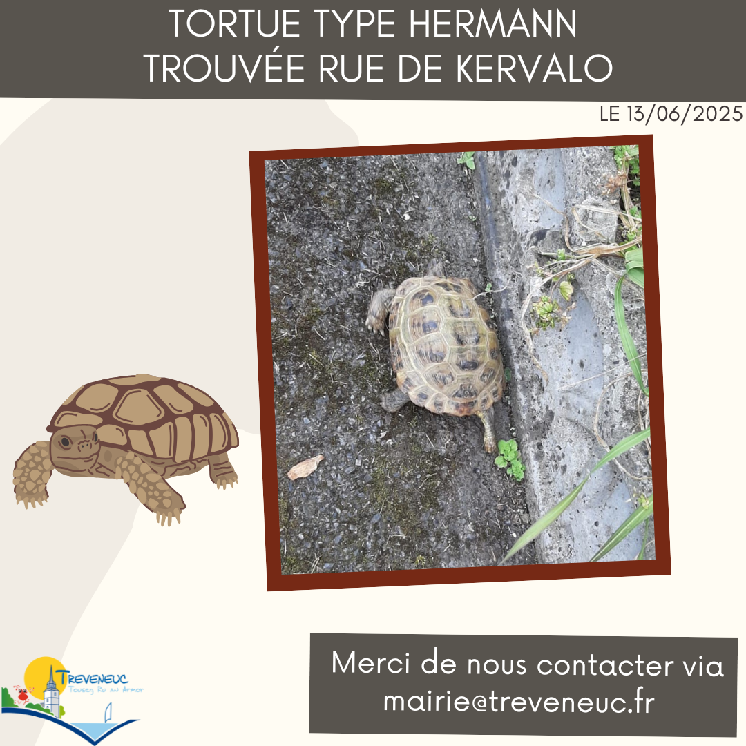 TORTUE TROUVE.png