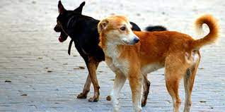 chien.jpg