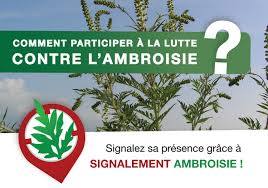 signalement ambroisie.jpg