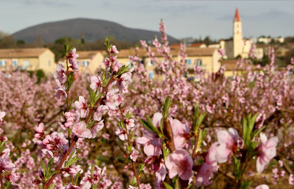 Fond village fruitiers fleuris