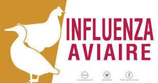 Influenza aviaire.jpg