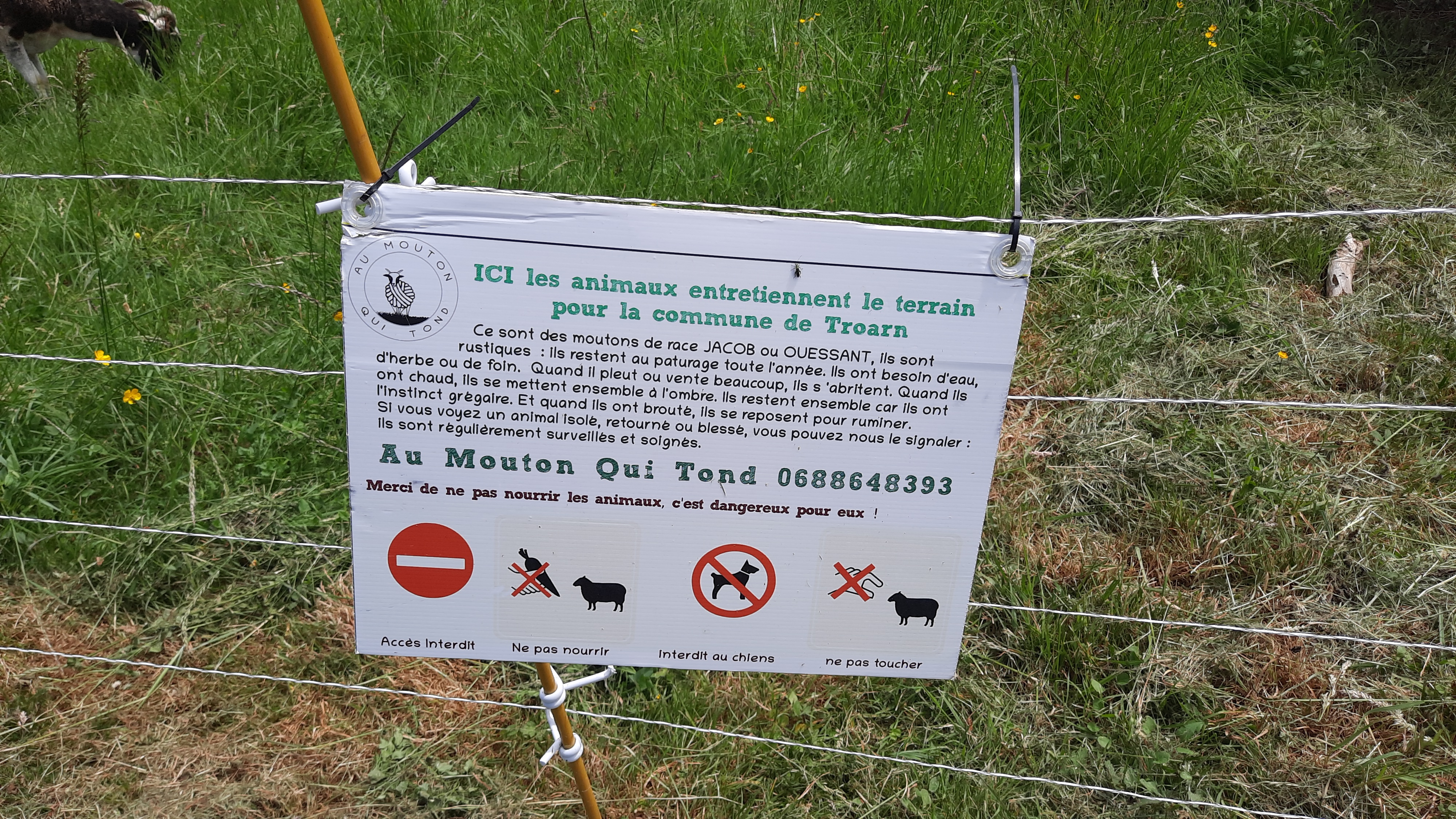 Au monton qui tond explication