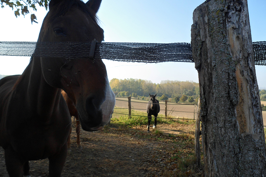 Paysage - chevaux Montigny2