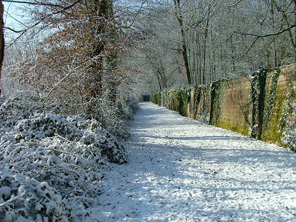 Chemin sous la neige