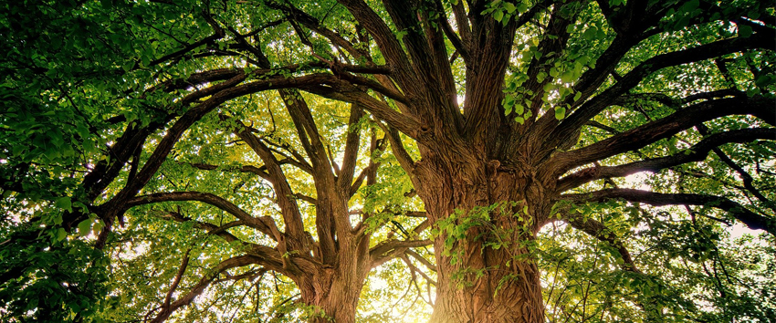 Arbres en panoramique