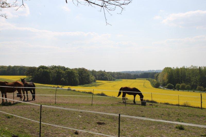 Paysage Haut de Montigny.jpg