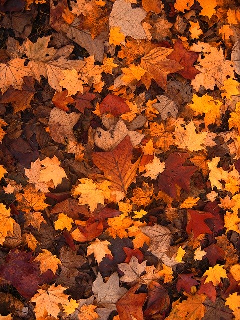fall-foliage-111315_640.jpg