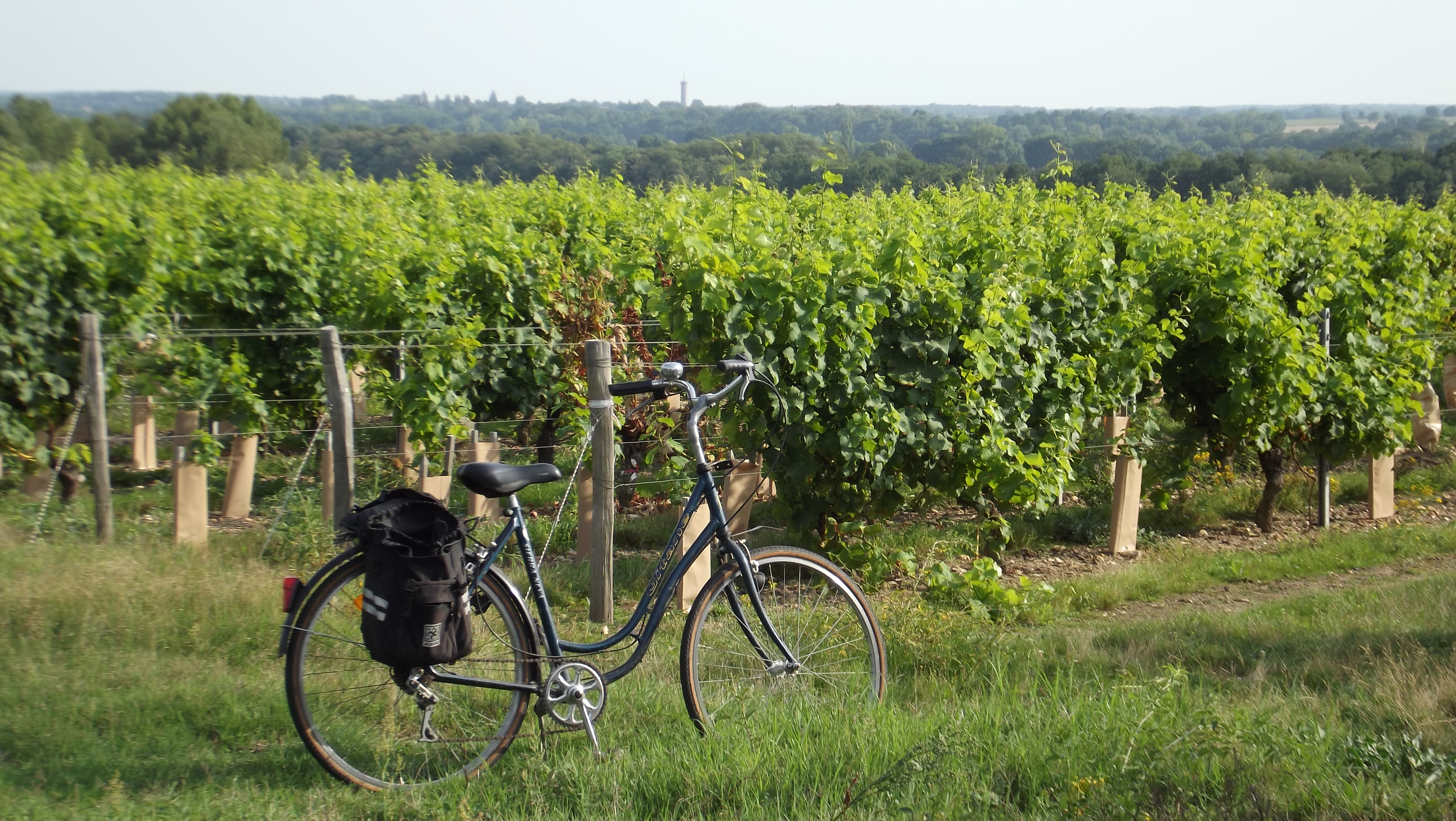 Bonny sur Loire - vélo vignes - 27 aout 2017 _6_ - OT Terres de Loire et Canaux- OT Terres de Loire et Canaux -I.Rémy.JPG