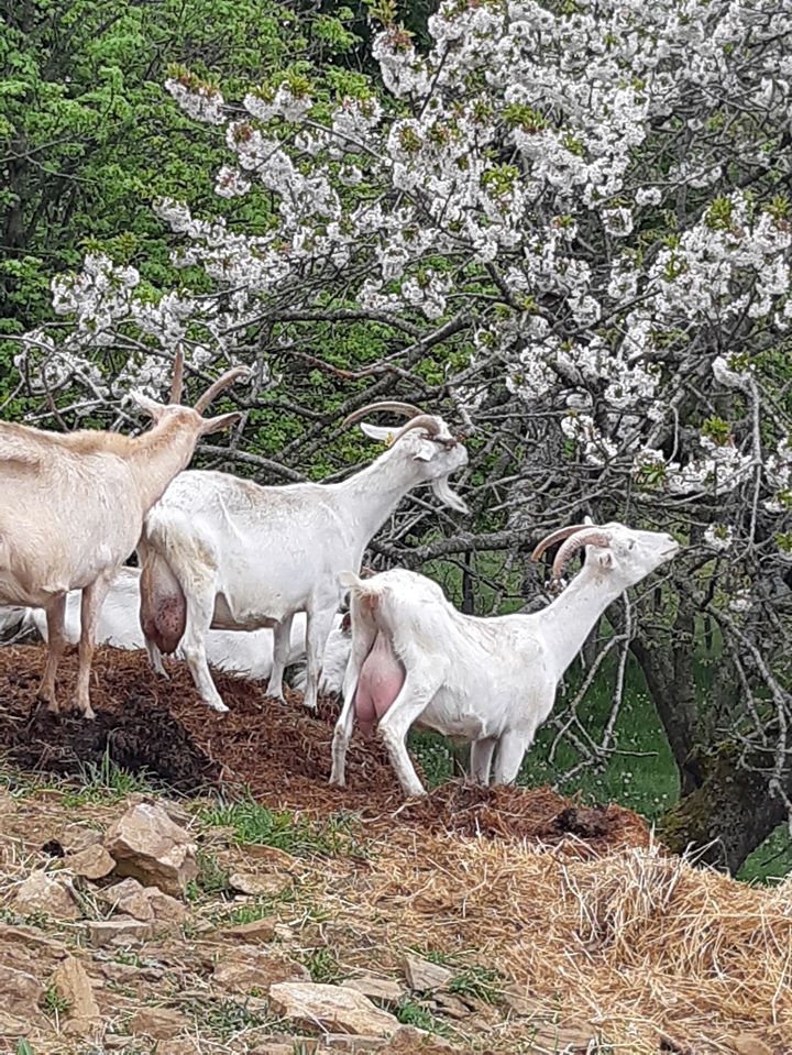 Chèvres buissonnières.jpg