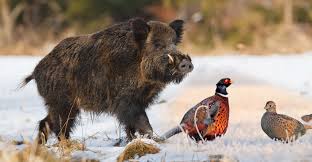 Chasse.jpg