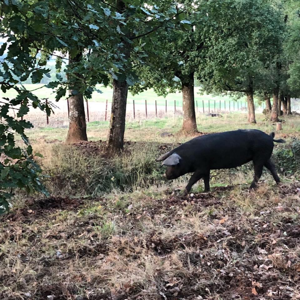 photo porc noir occitan.jpg