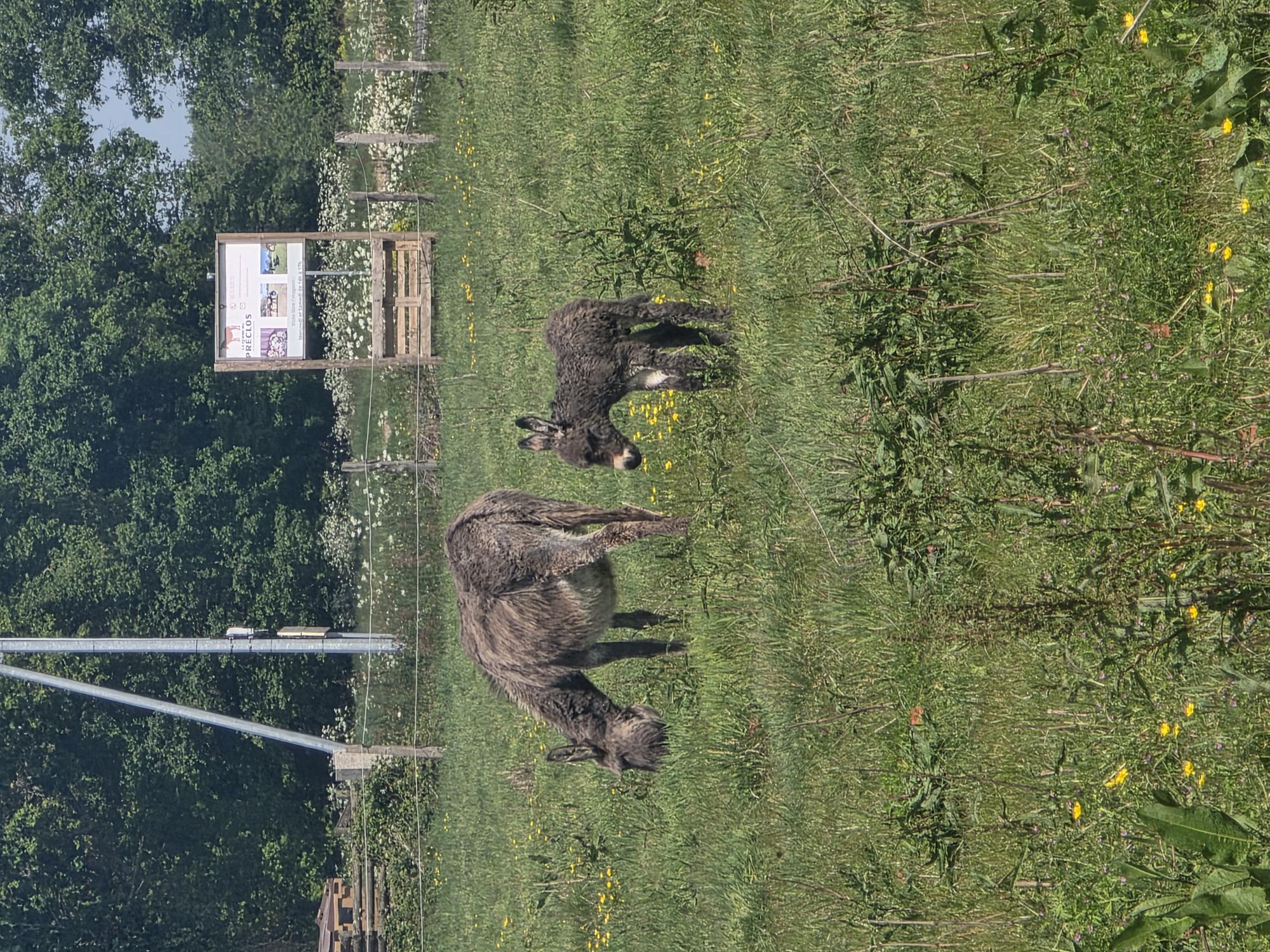 Centre_Equestre_Enfance_Avril__2026 _5_.jpg