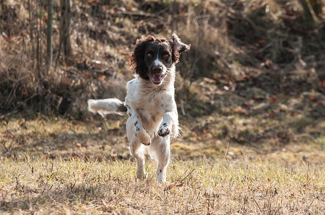 societe-de-chasse.jpg