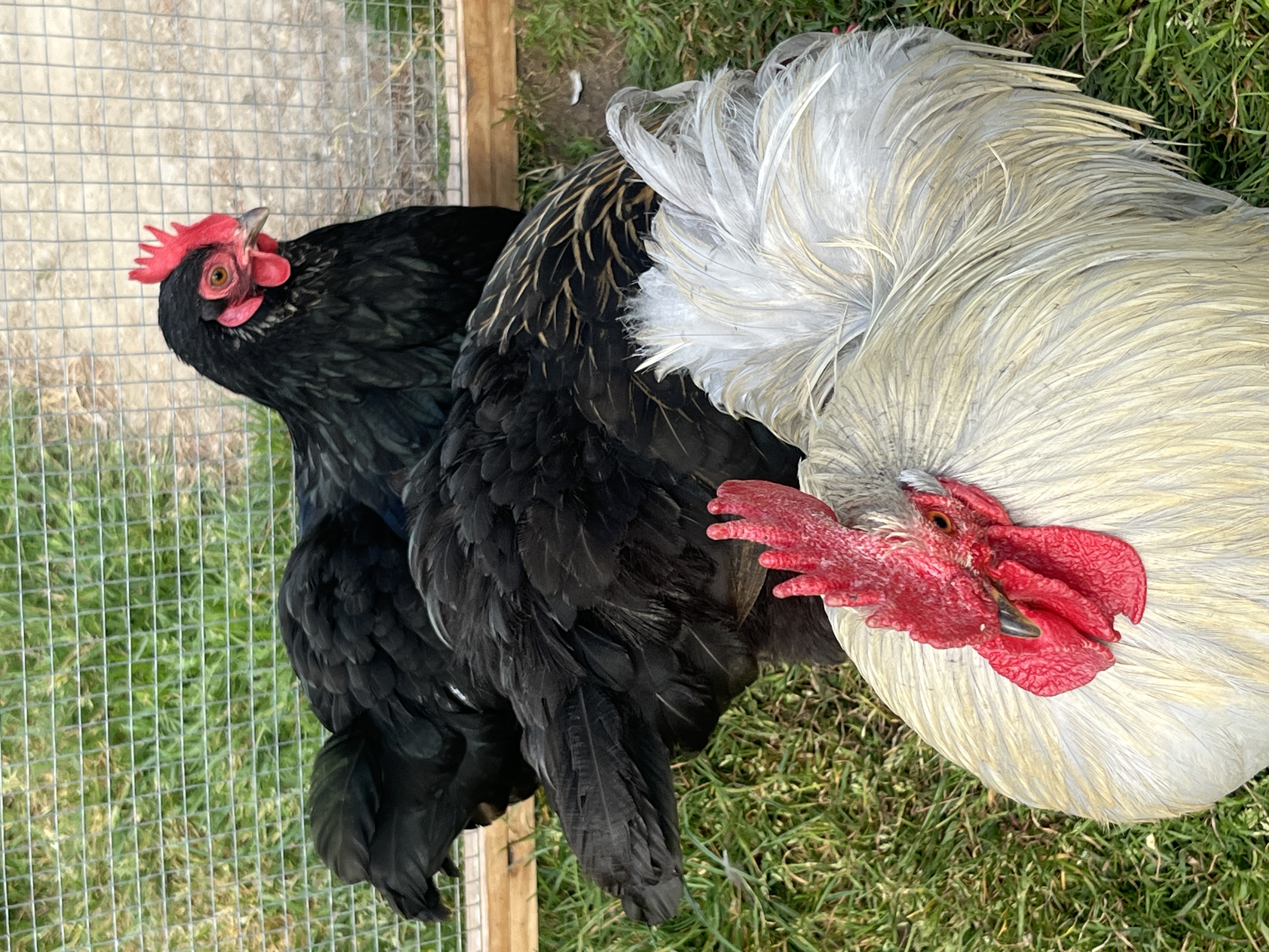 Animation ferme_Avril2026 _24_.JPG