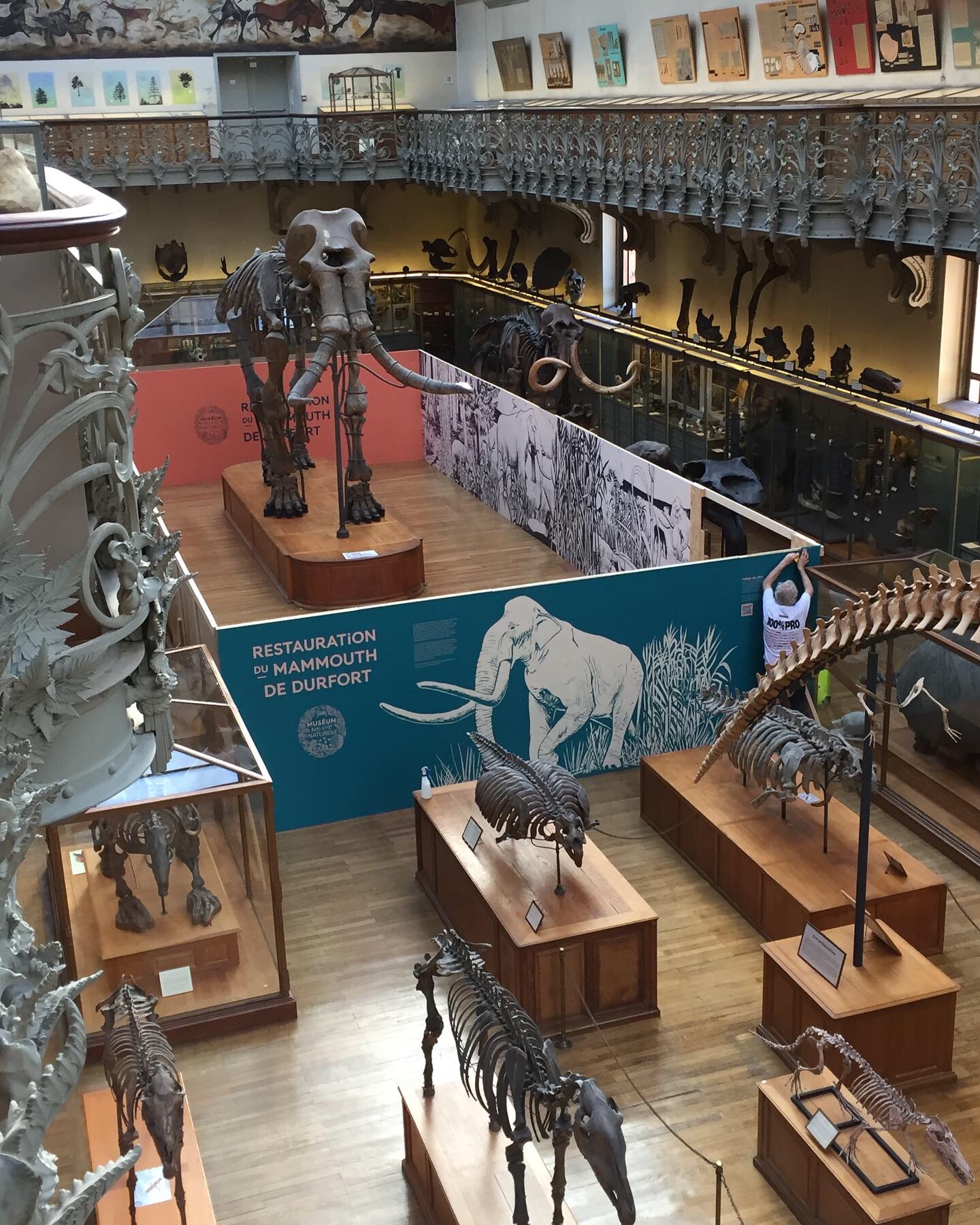 Parois Restauration Mammouth.jpg