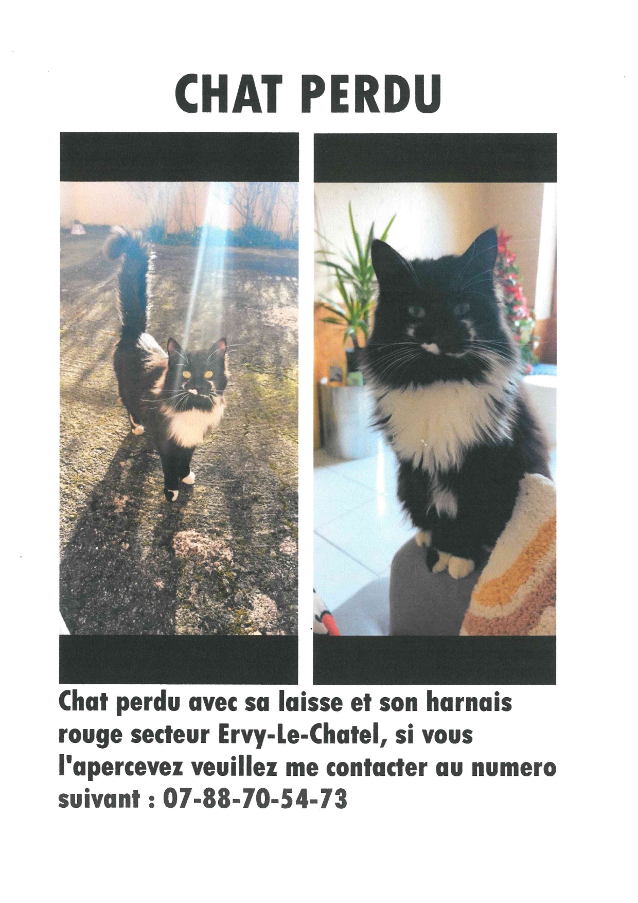 Chat perdu.jpg