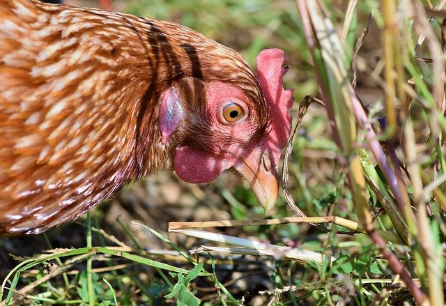 Poule.jpg