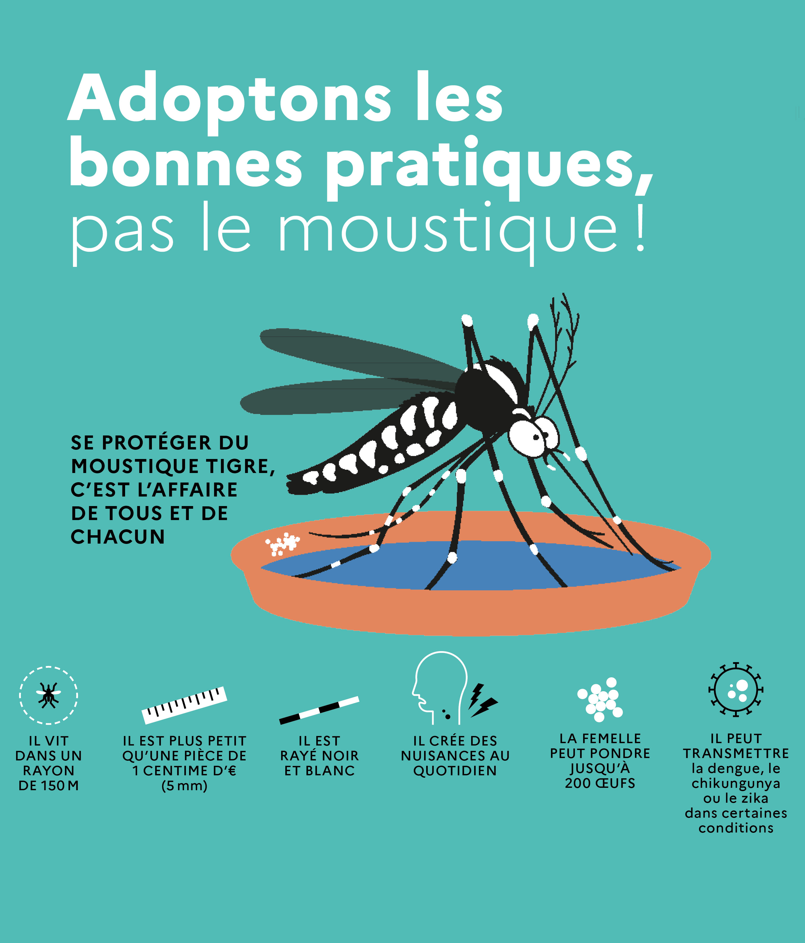 moustiquetigre.jpg