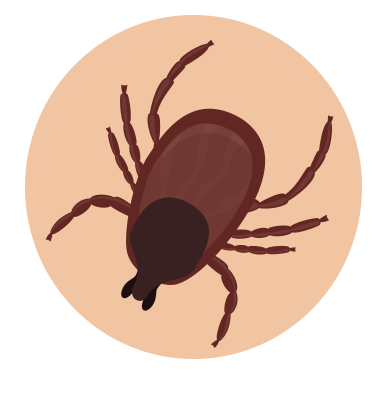 Tiques - ©santepubliquefrance.fr.png