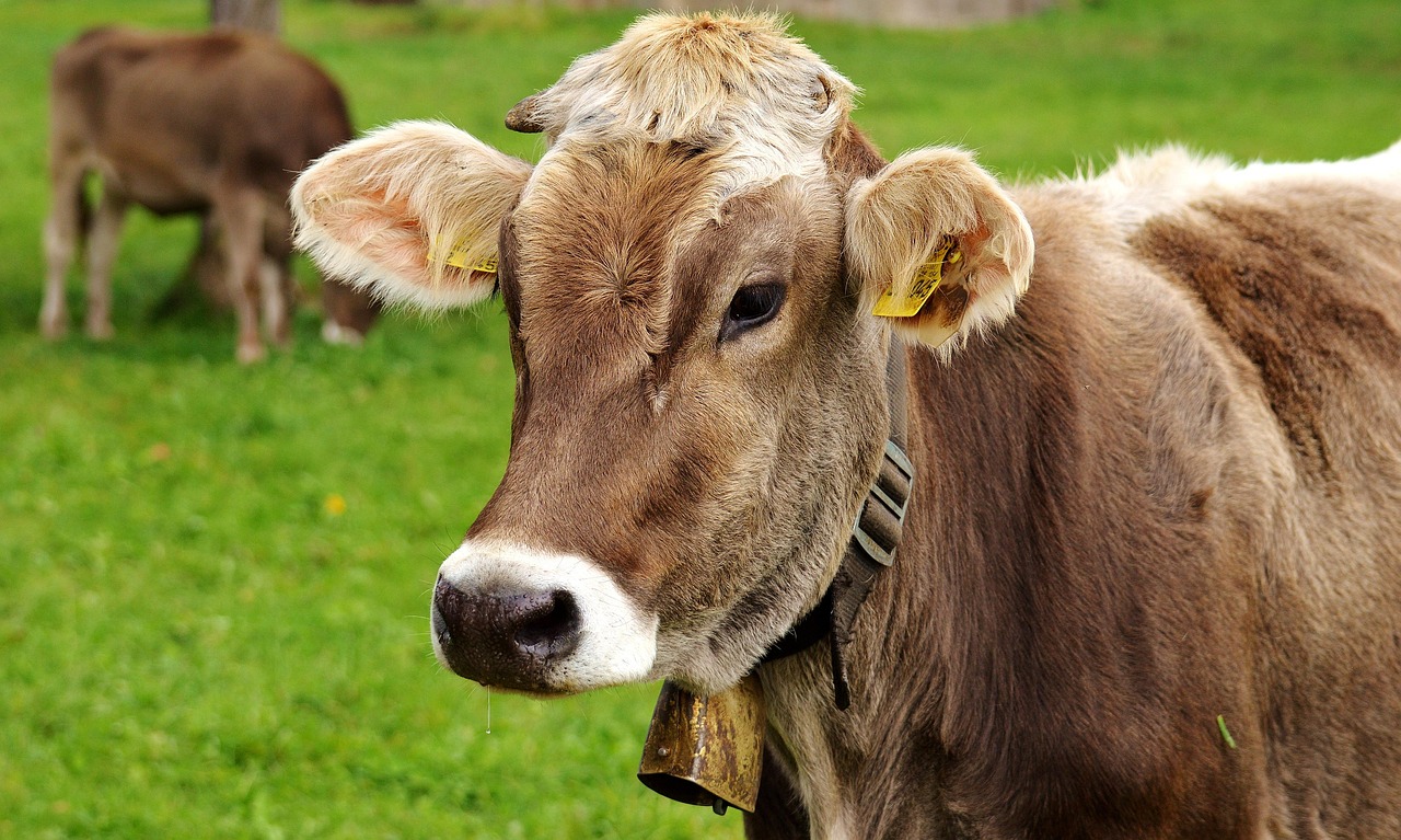Vache.jpg