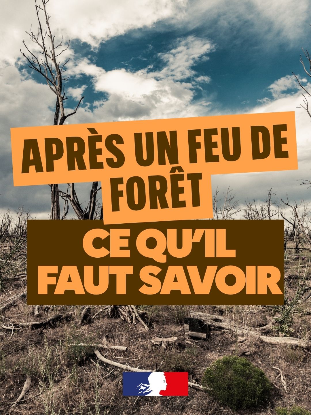 Feu_foret_apres.jpg