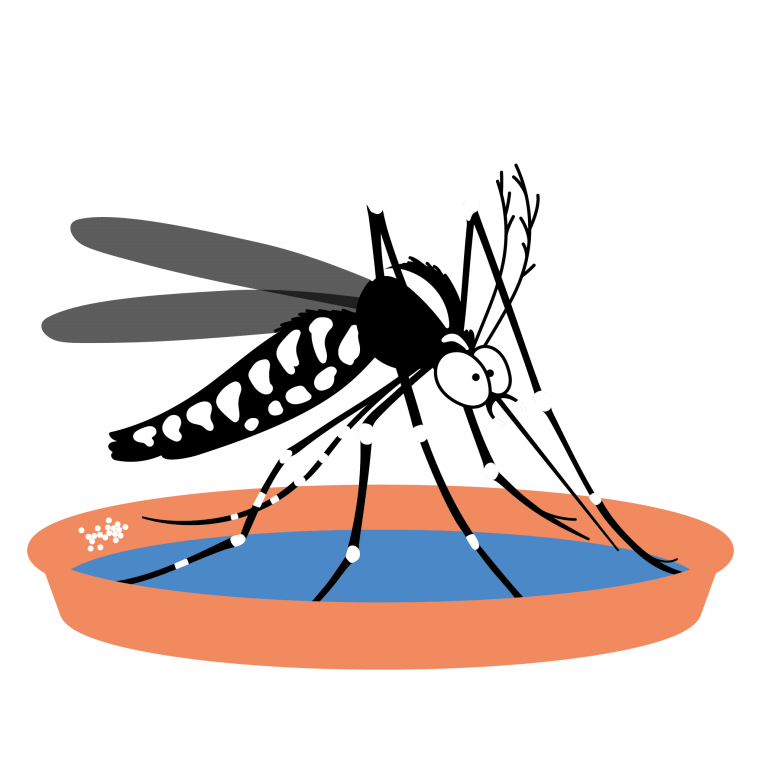 Moustique_tigre - ©agirmoustique.fr.png