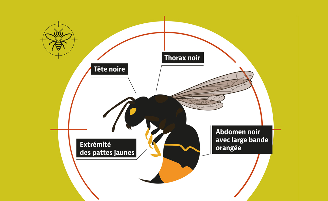 Frelon Asiatique 2