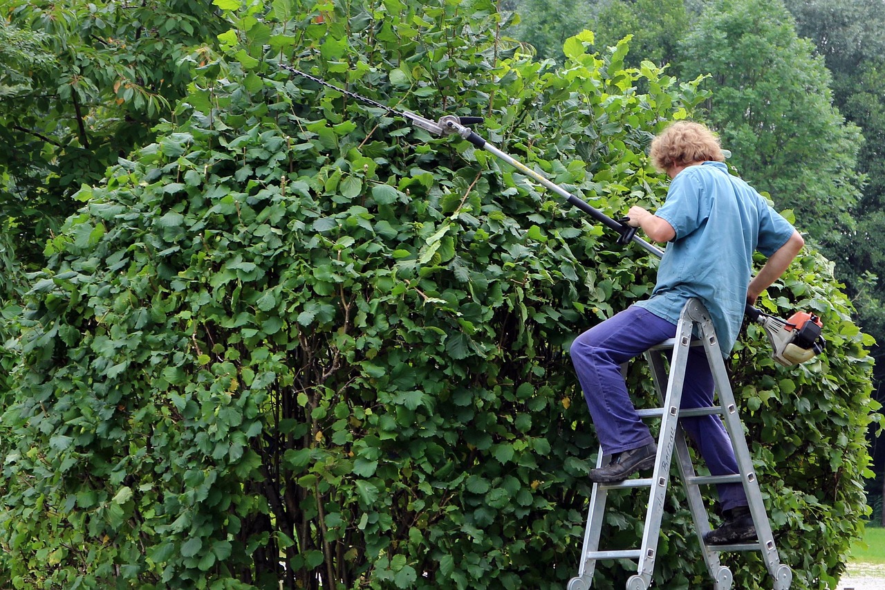 Taille des haies en dehors des périodes de nidification