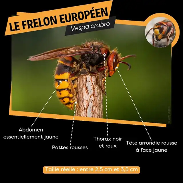 FRELON-EUROPEEN-FREDON-BRETGNE-black.jpg