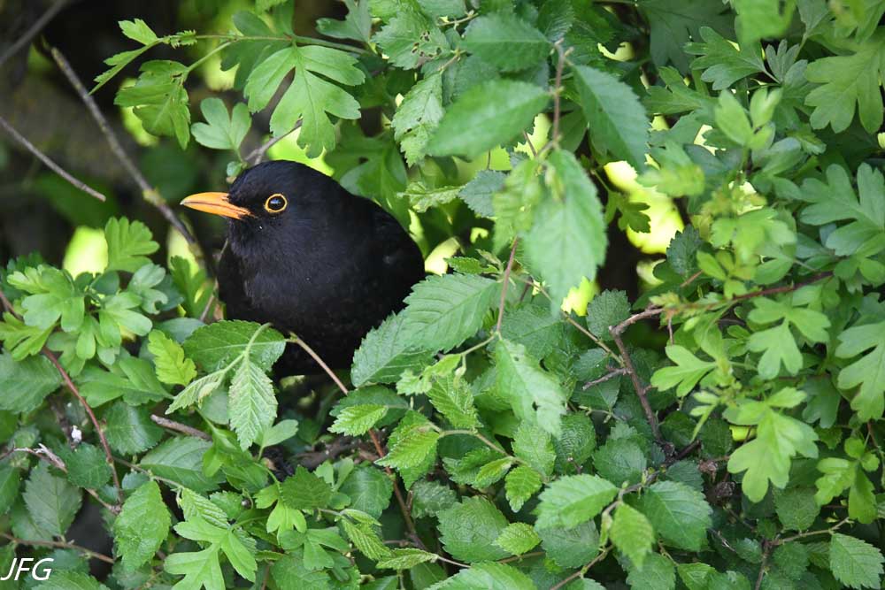 oiseaux pour site lafabricaphotos-23.jpg