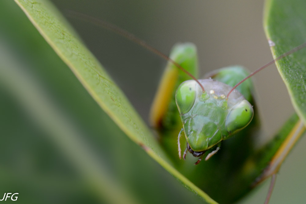 Insectes pour site lafabricaphotos- 49.jpg