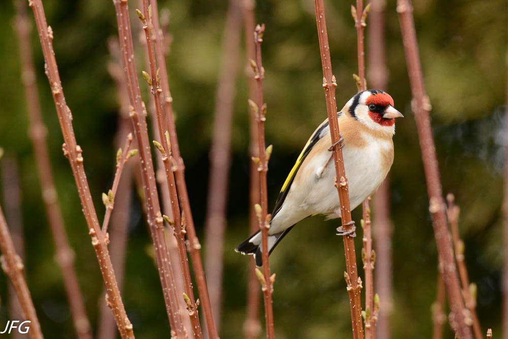 oiseaux pour site lafabricaphotos-19.jpg