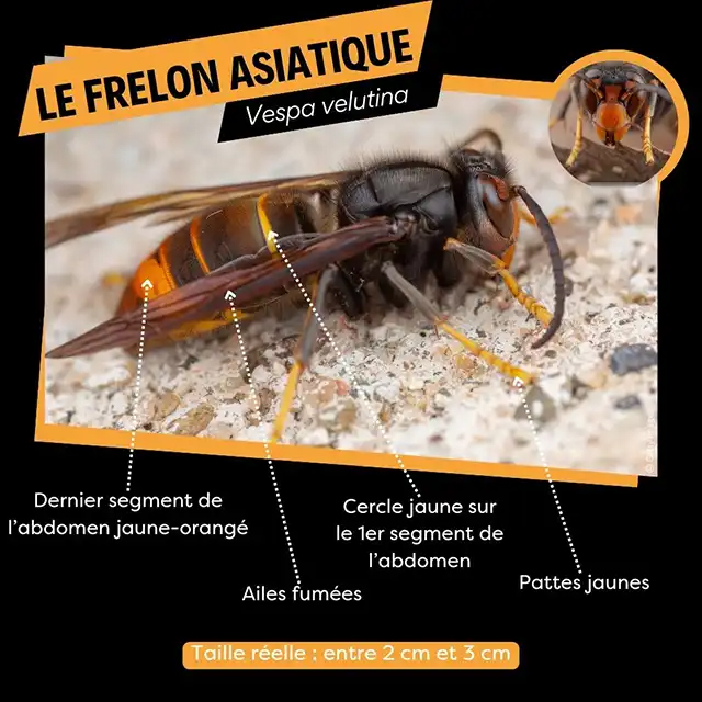 Campagne de piégeage des frelons asiatiques
