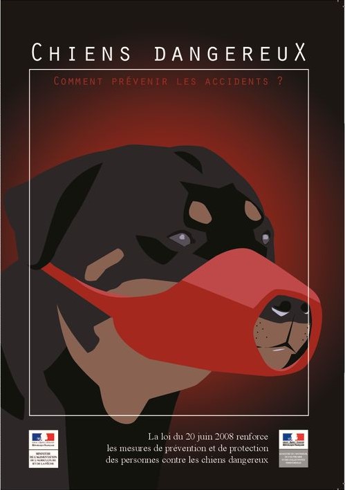chien-catégorises-pdf.jpg
