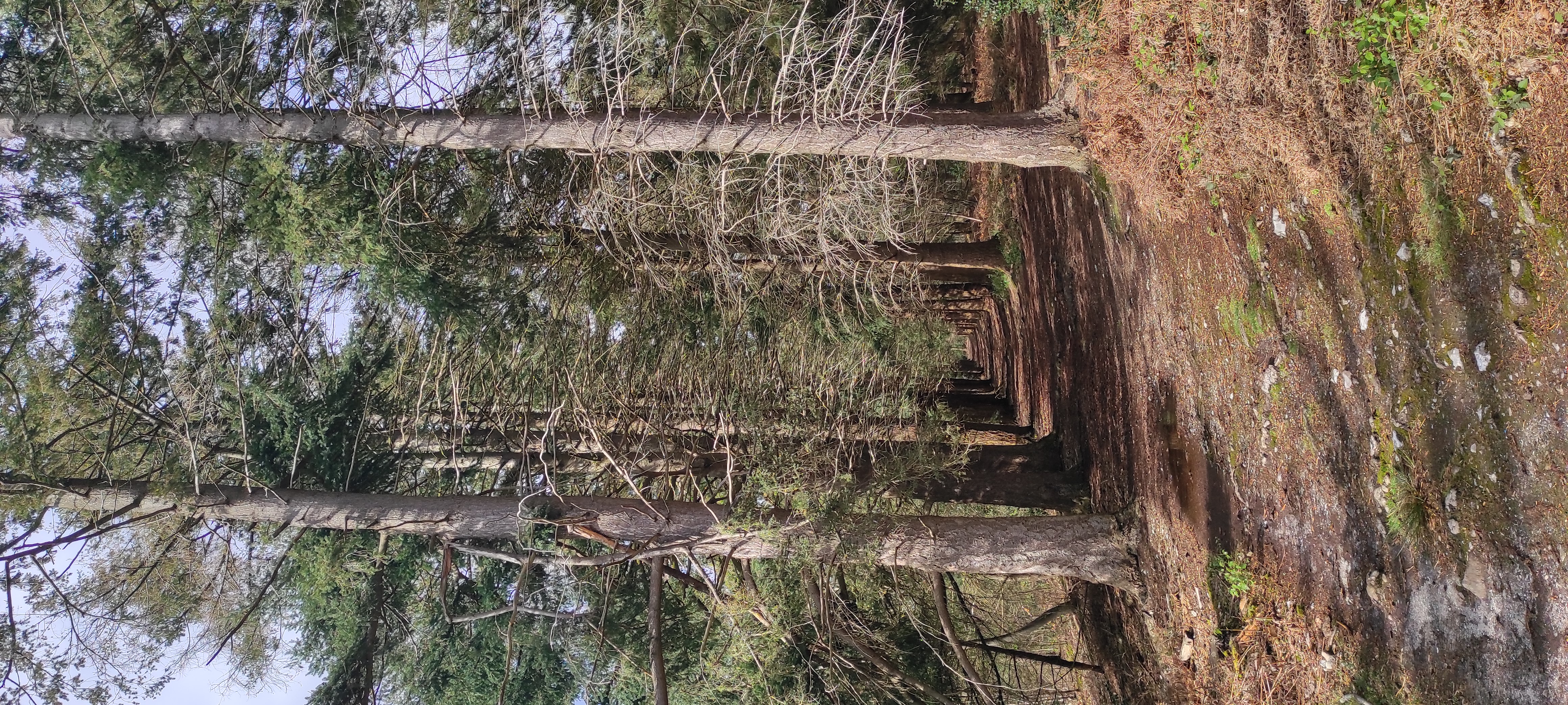 19-pins douglas.jpg