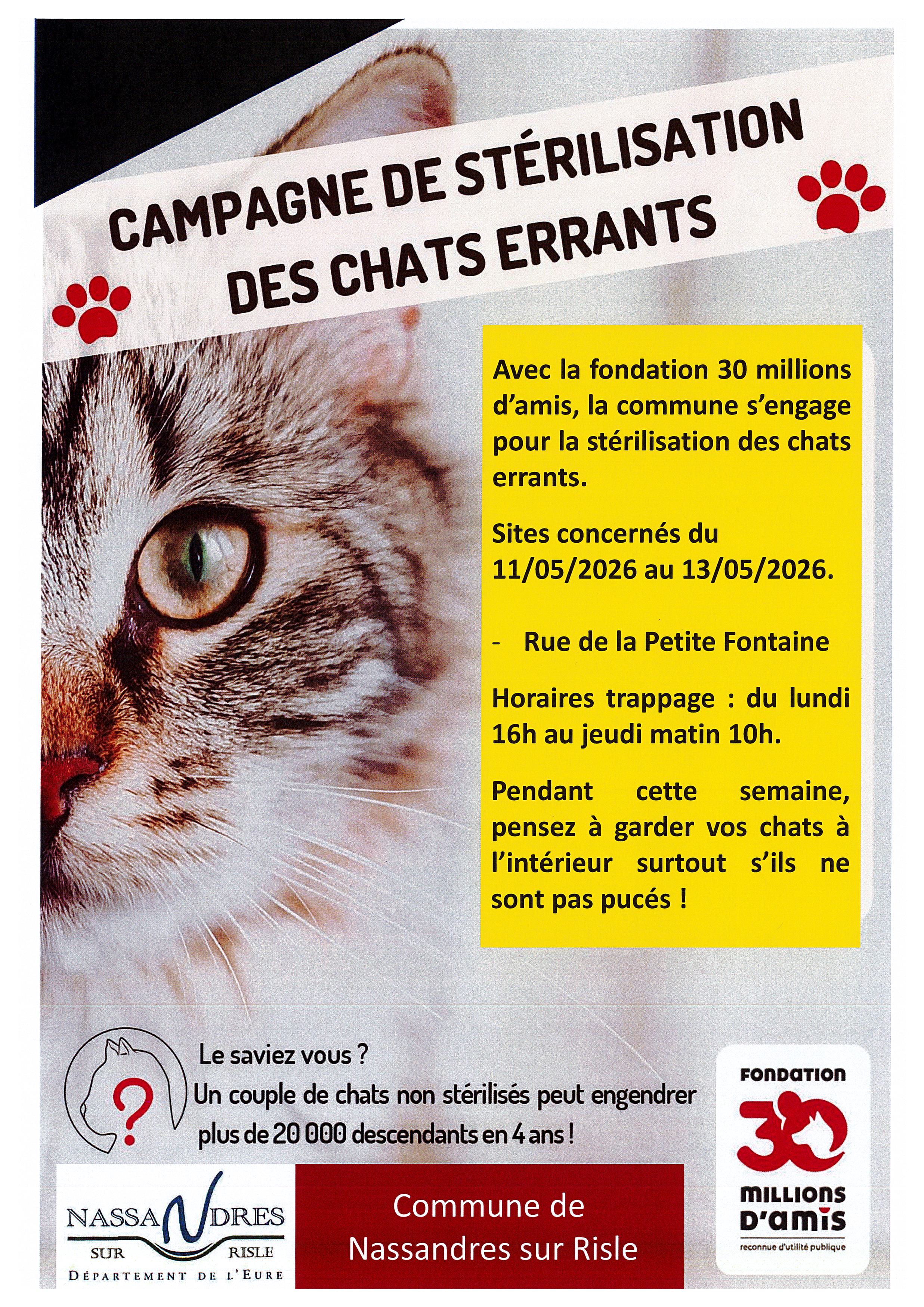 campagne stérilisation chats errants.jpg