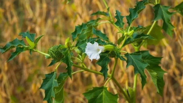 datura 3.jpg