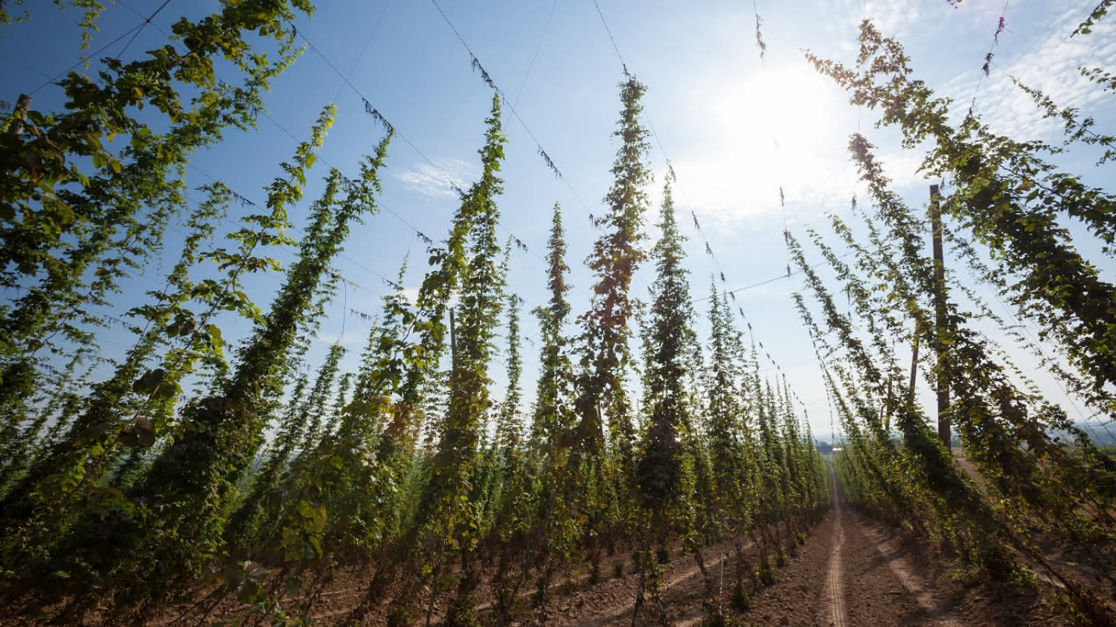 243002073-sentier-de-decouverte-du-houblon-1-1600x900.jpeg