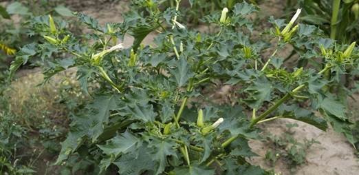 datura 4.jpg