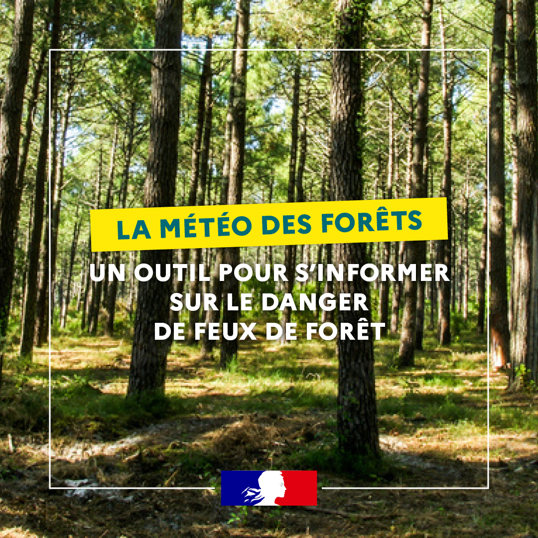 1080x1080-Meteo des forets-1.jpg