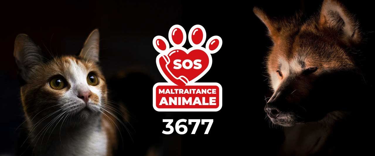 zinfos974-24-juin-maltraitances-animales-contactez-le-3677-3677-1.jpg