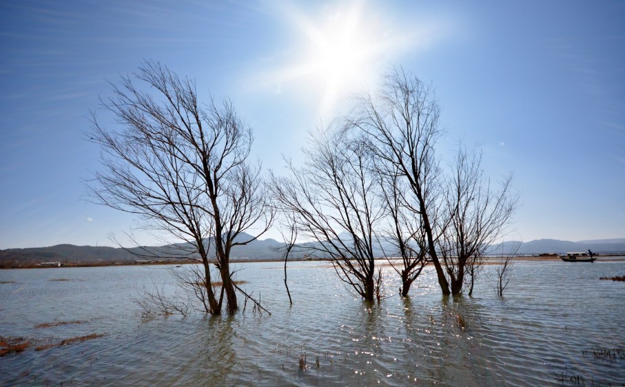 Arbres Eau Risques Majeurs