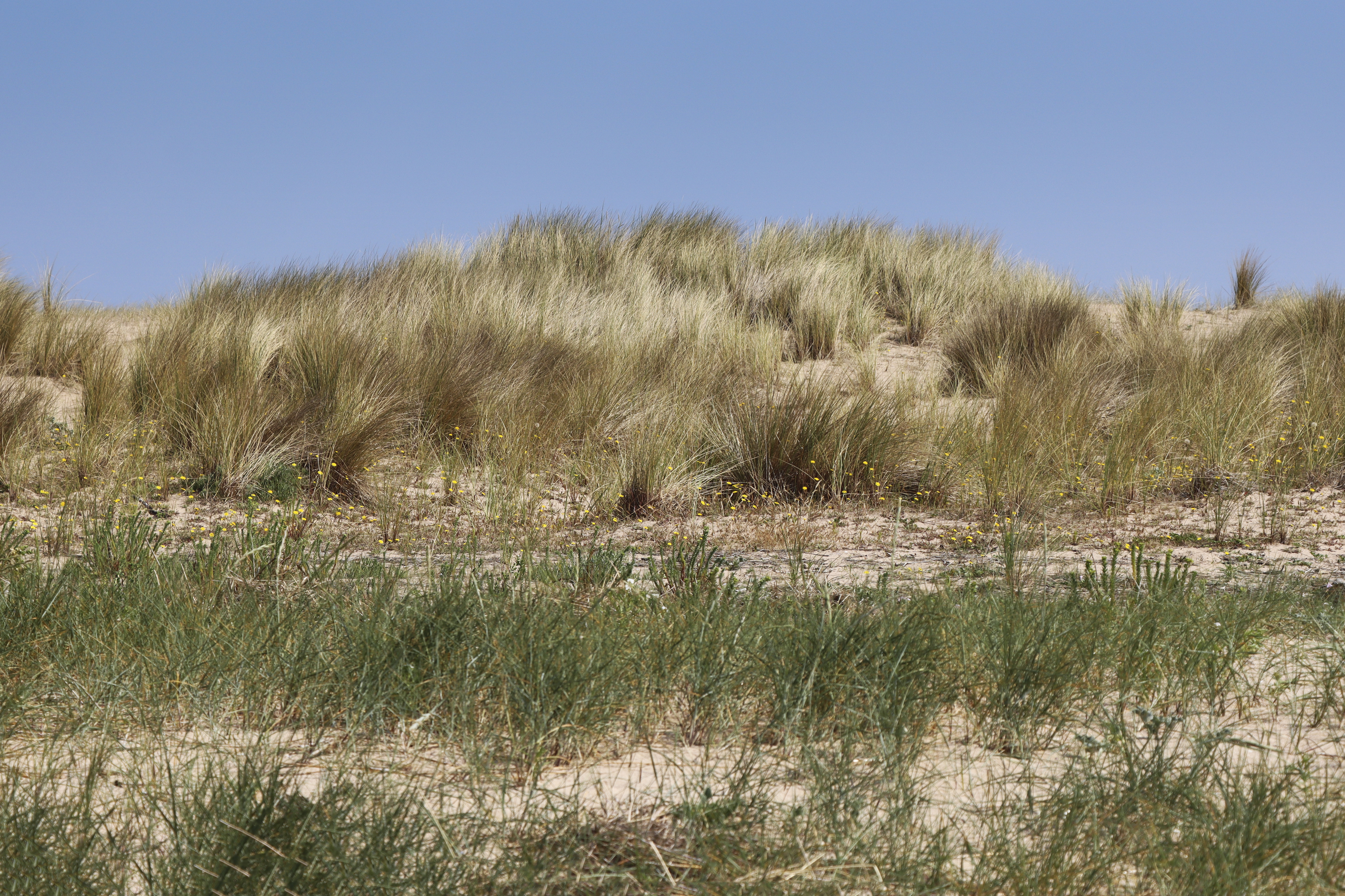 GUGUEN_Herbes Folles_Dunes de L_Islet Sables d_Or les Pins.jpg.jpg