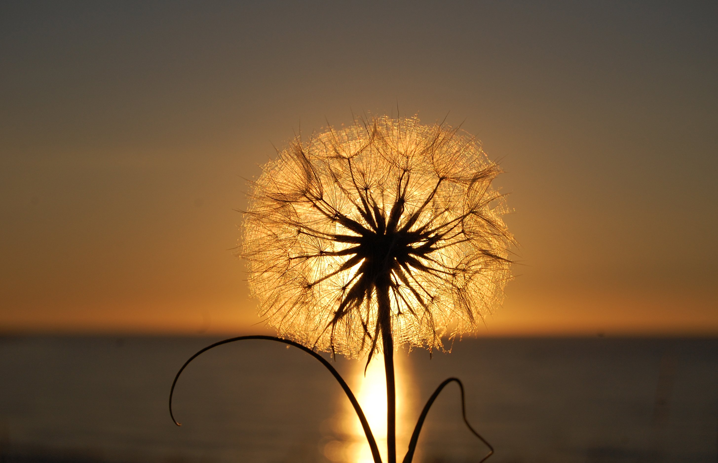 fleur salsifis.crinon_2021