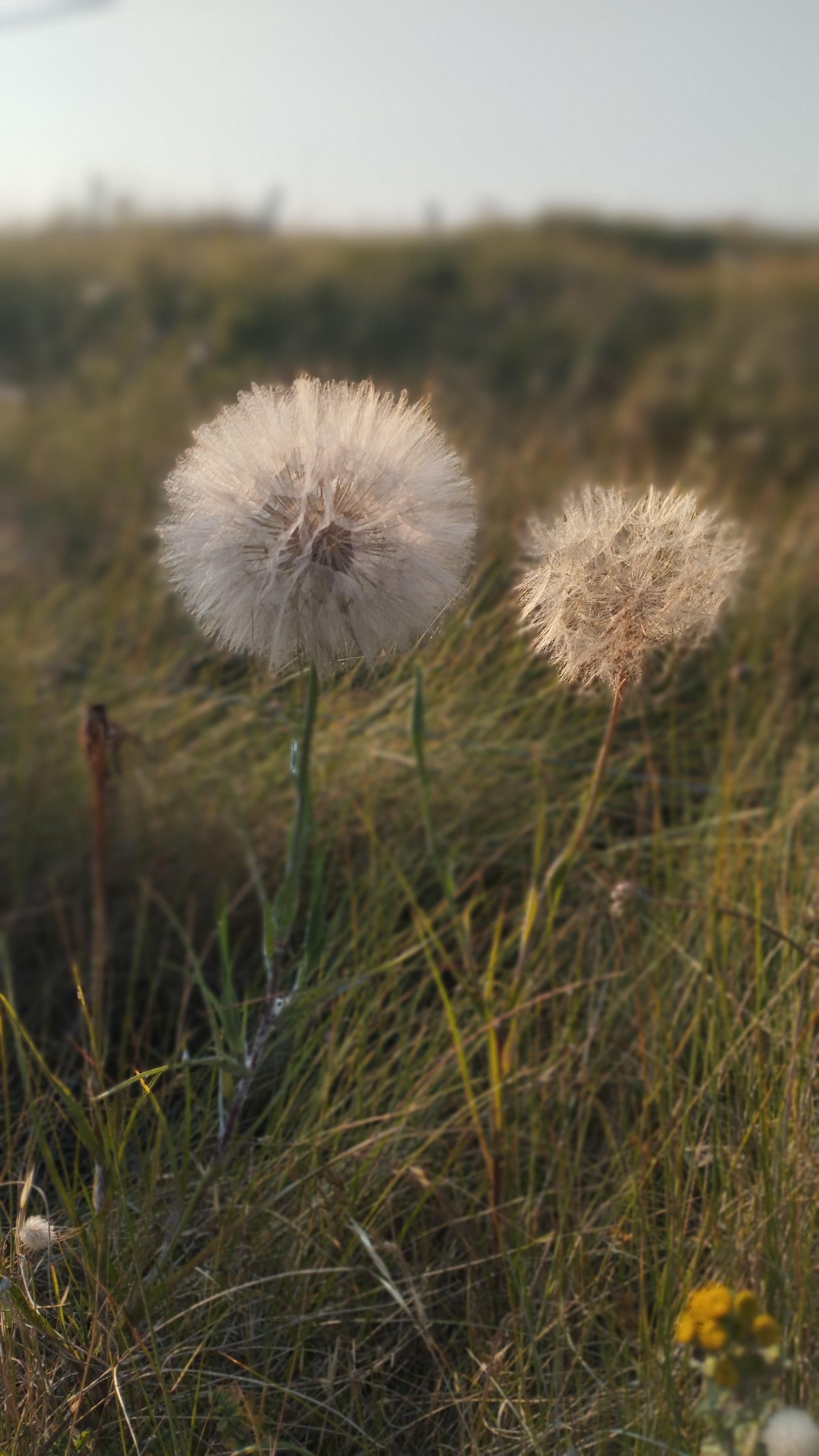 marchesse_dents-de-lion.jpg